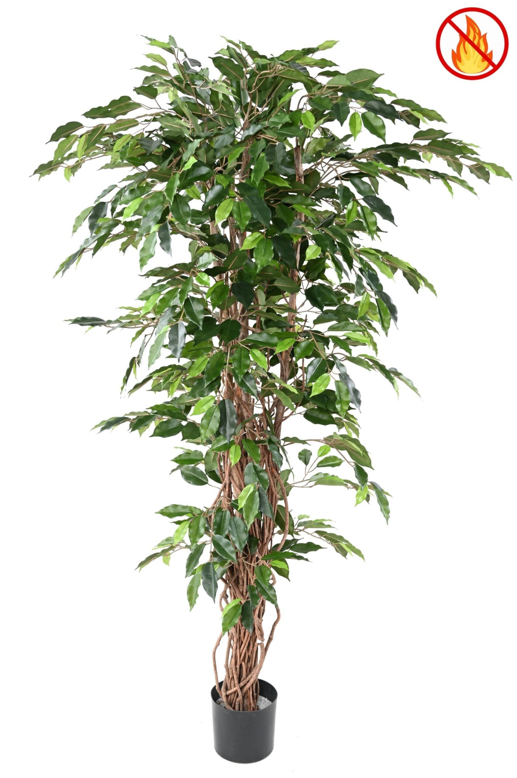 Künstlicher Ficus, ca. 180cm hoch, grün 1 Künstlicher Ficus, ca. 180cm hoch, grün