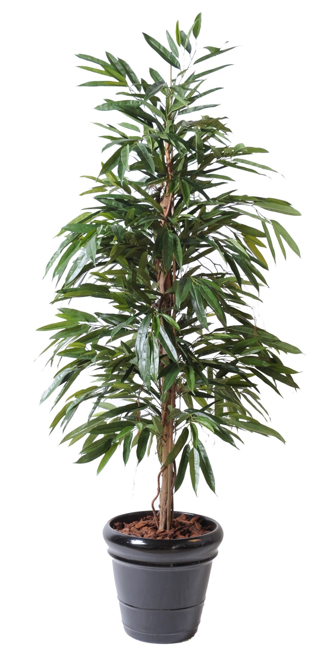 Künstlicher Ficus Alii, ca. 190cm hoch, grün 1 Künstlicher Ficus Alii, ca. 190cm hoch, grün