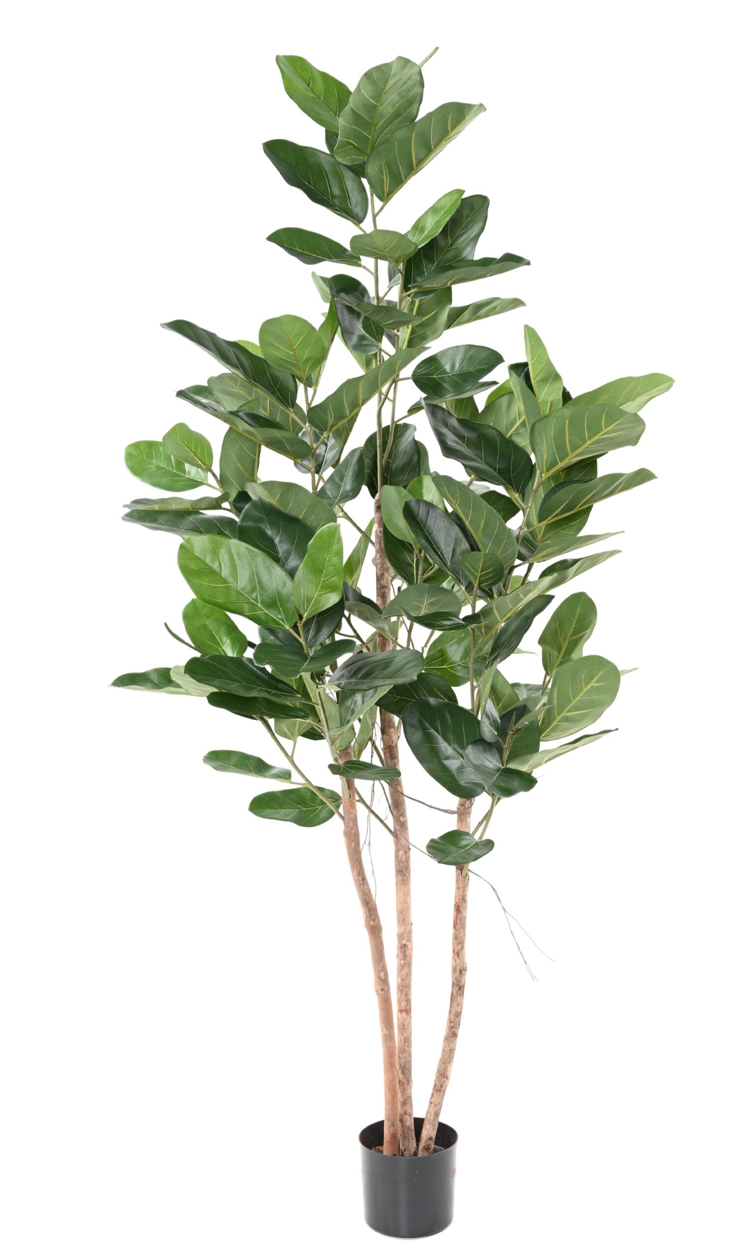 Künstlicher Ficus Audrey, ca. 190cm hoch, grün 1 Künstlicher Ficus Audrey, ca. 190cm hoch, grün