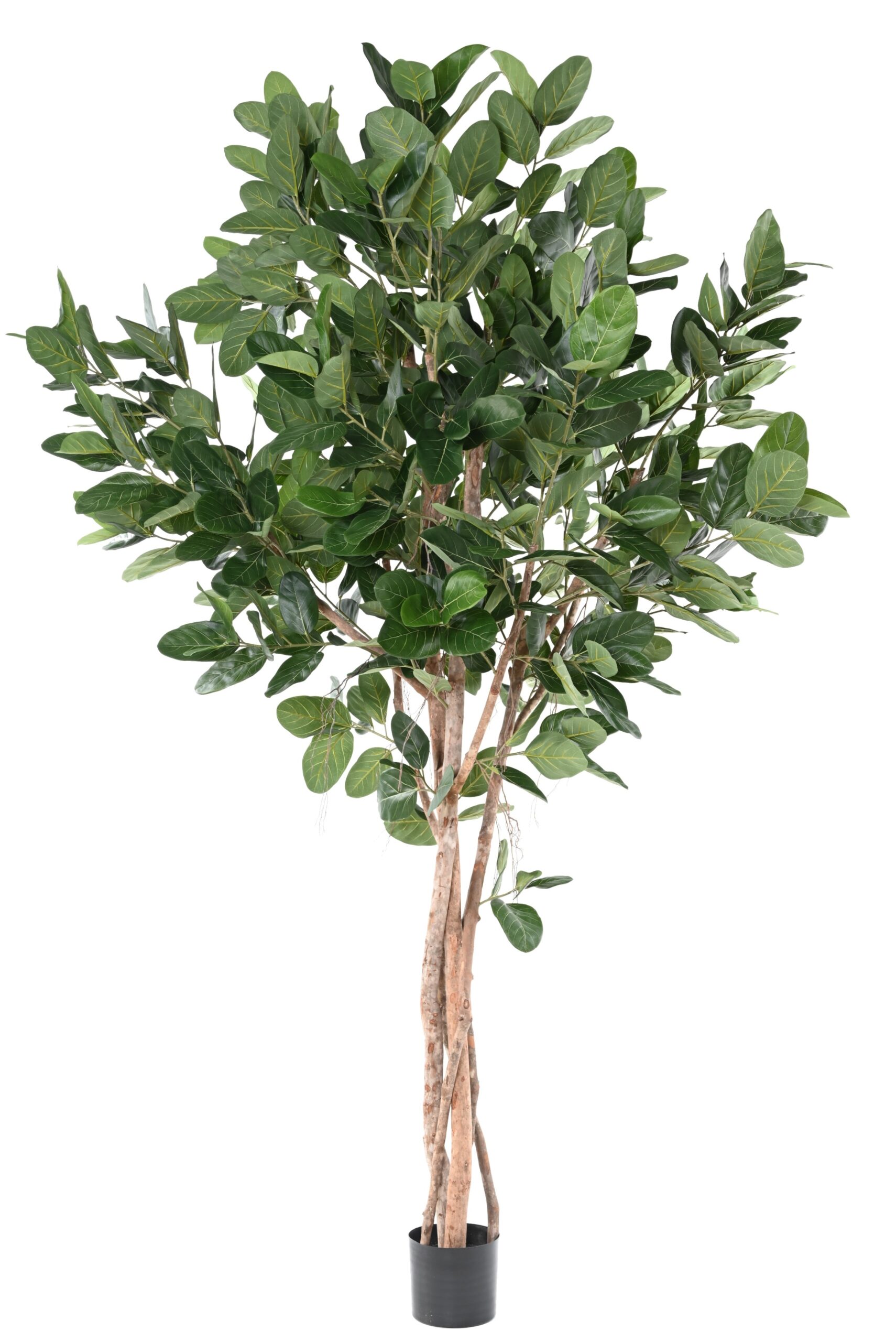 Künstlicher Ficus Audrey, ca. 310cm hoch, grün 1 Künstlicher Ficus Audrey, ca. 310cm hoch, grün