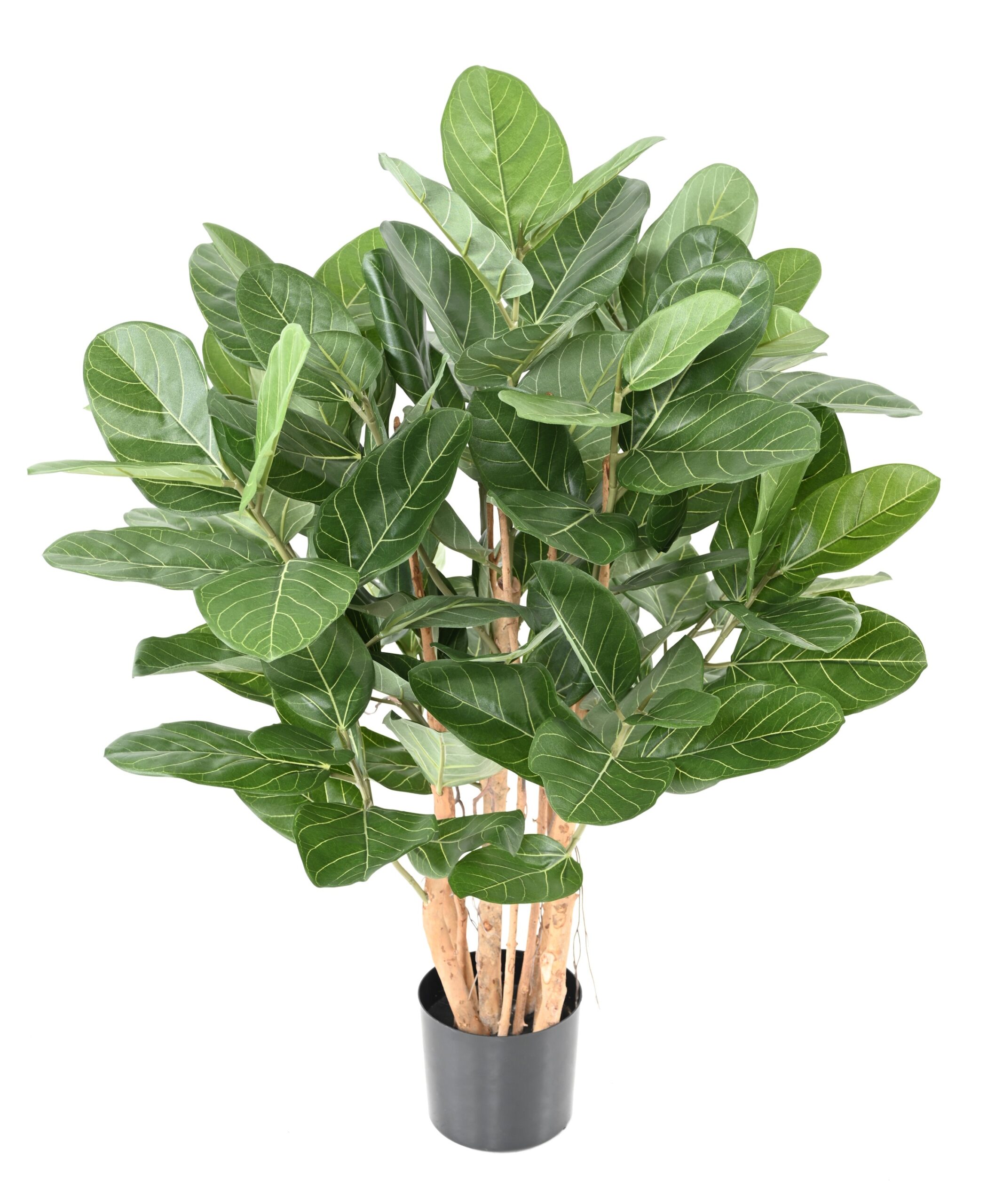 Künstlicher Ficus Audrey, (Gummibaum) ca. 100cm hoch, grün 1 Künstlicher Ficus Audrey, (Gummibaum) ca. 100cm hoch, grün