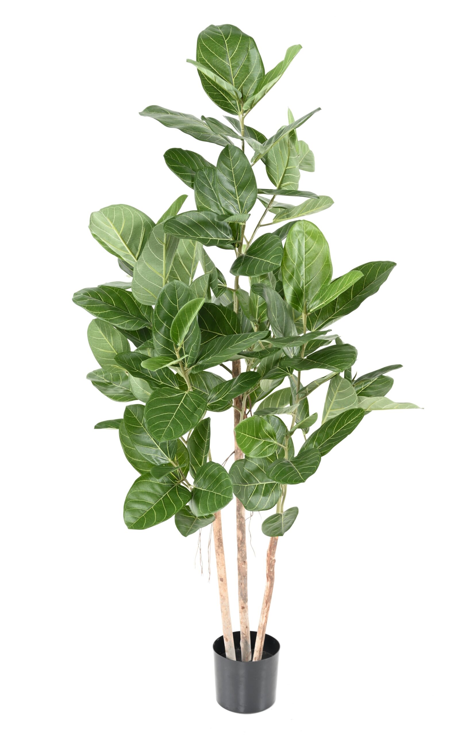 Künstlicher Ficus Audrey, ca. 150cm hoch, grün 1 Künstlicher Ficus Audrey, ca. 150cm hoch, grün