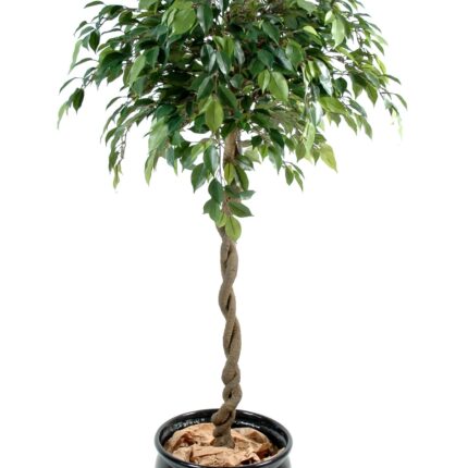 Künstlicher Ficus Natasja Ball, ca. 140cm hoch, grün