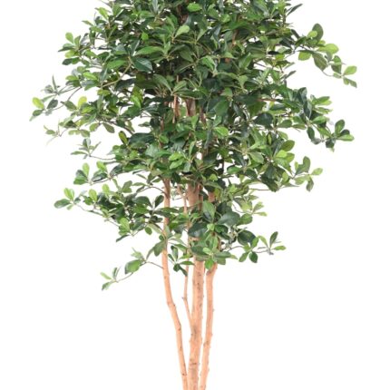 Künstlicher Ficus Black Olive, ca. 178cm hoch, grün