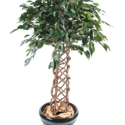 Künstlicher Ficus, Käfigstamm, ca 140cm