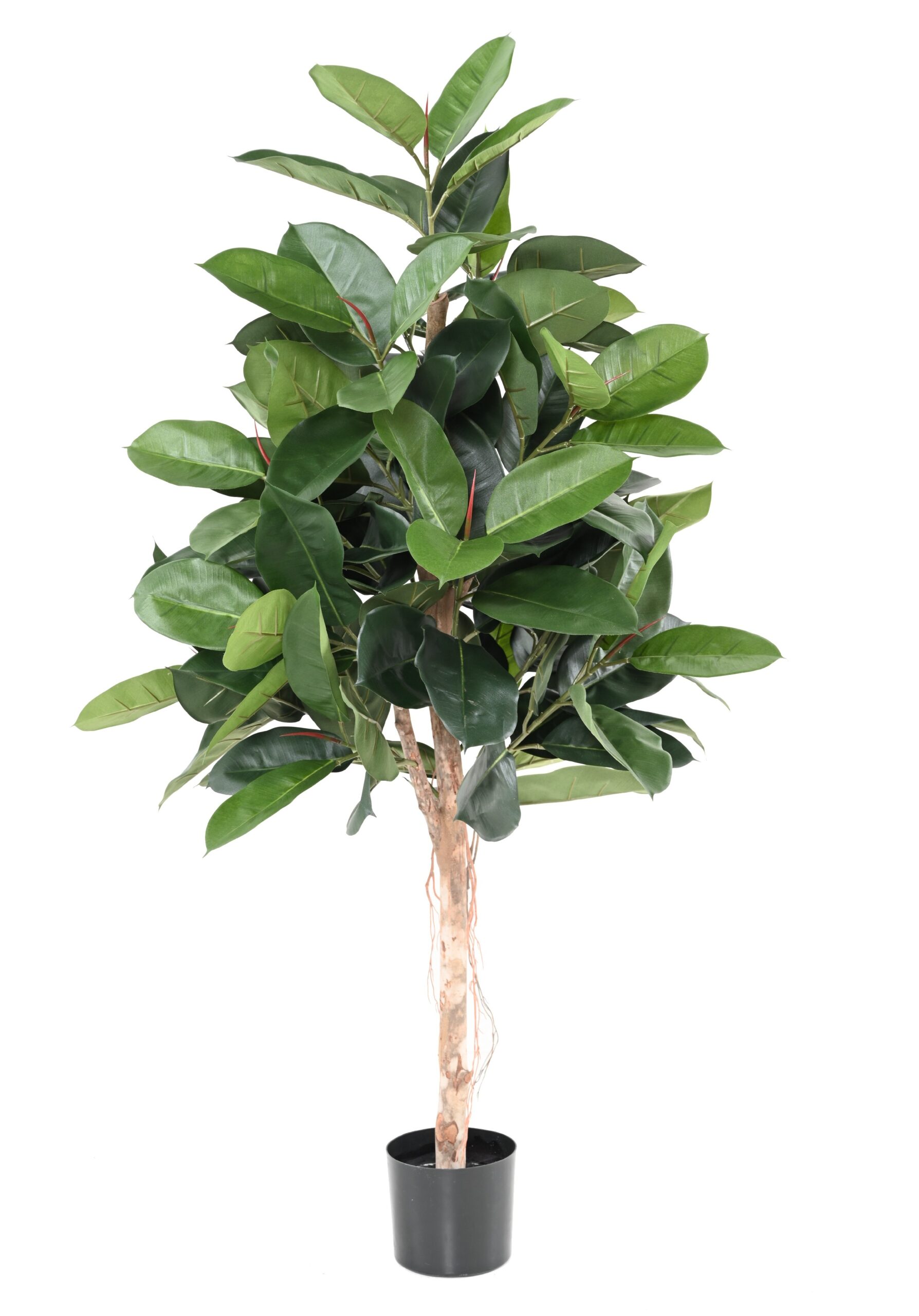 Künstlicher Gummibaum (Ficus Elastica), ca. 150cm 1 Künstlicher Gummibaum (Ficus Elastica), ca. 150cm