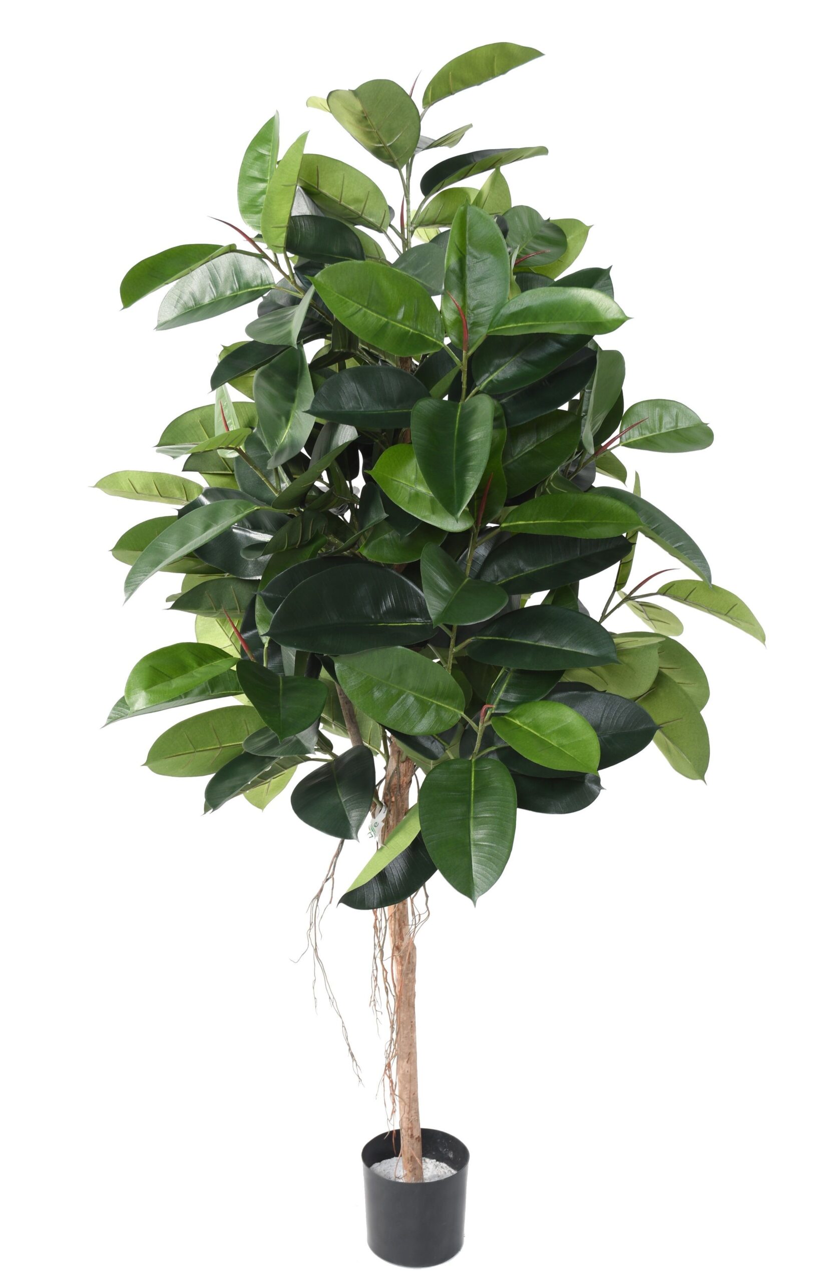 Künstlicher Gummibaum (Ficus Elastica), ca. 180cm 1 Künstlicher Gummibaum (Ficus Elastica), ca. 180cm