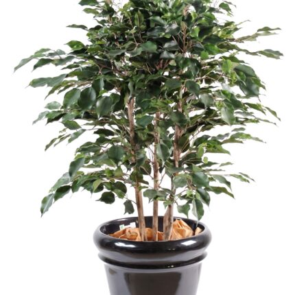 Künstlicher Ficus Exotica, ca. 110cm hoch, grün