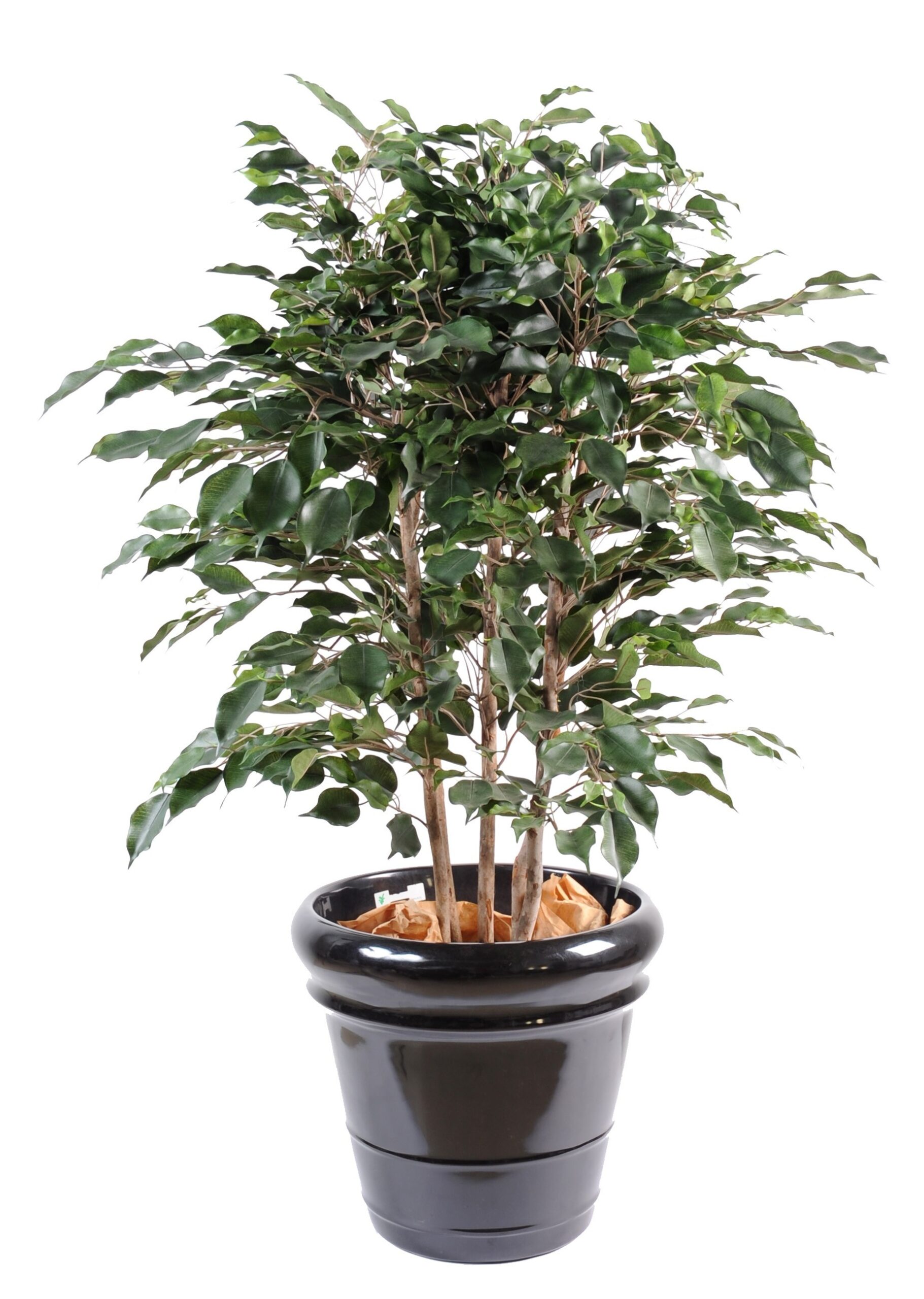 Künstlicher Ficus Exotica, ca. 80cm hoch, grün 1 Künstlicher Ficus Exotica, ca. 80cm hoch, grün