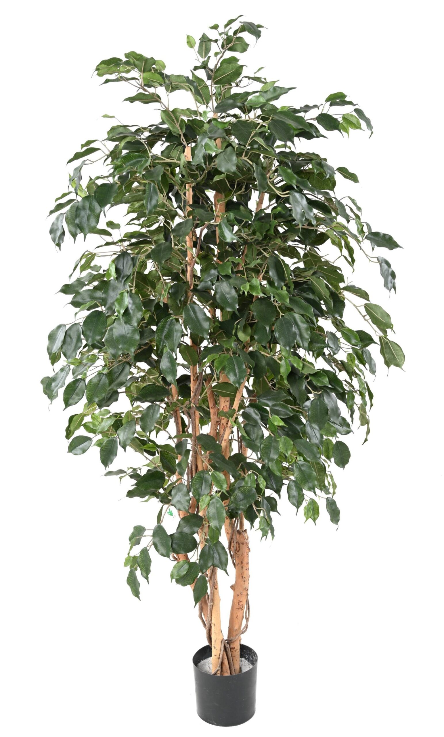 Künstlicher Ficus Exotica, ca. 180cm hoch, grün 1 Künstlicher Ficus Exotica, ca. 180cm hoch, grün