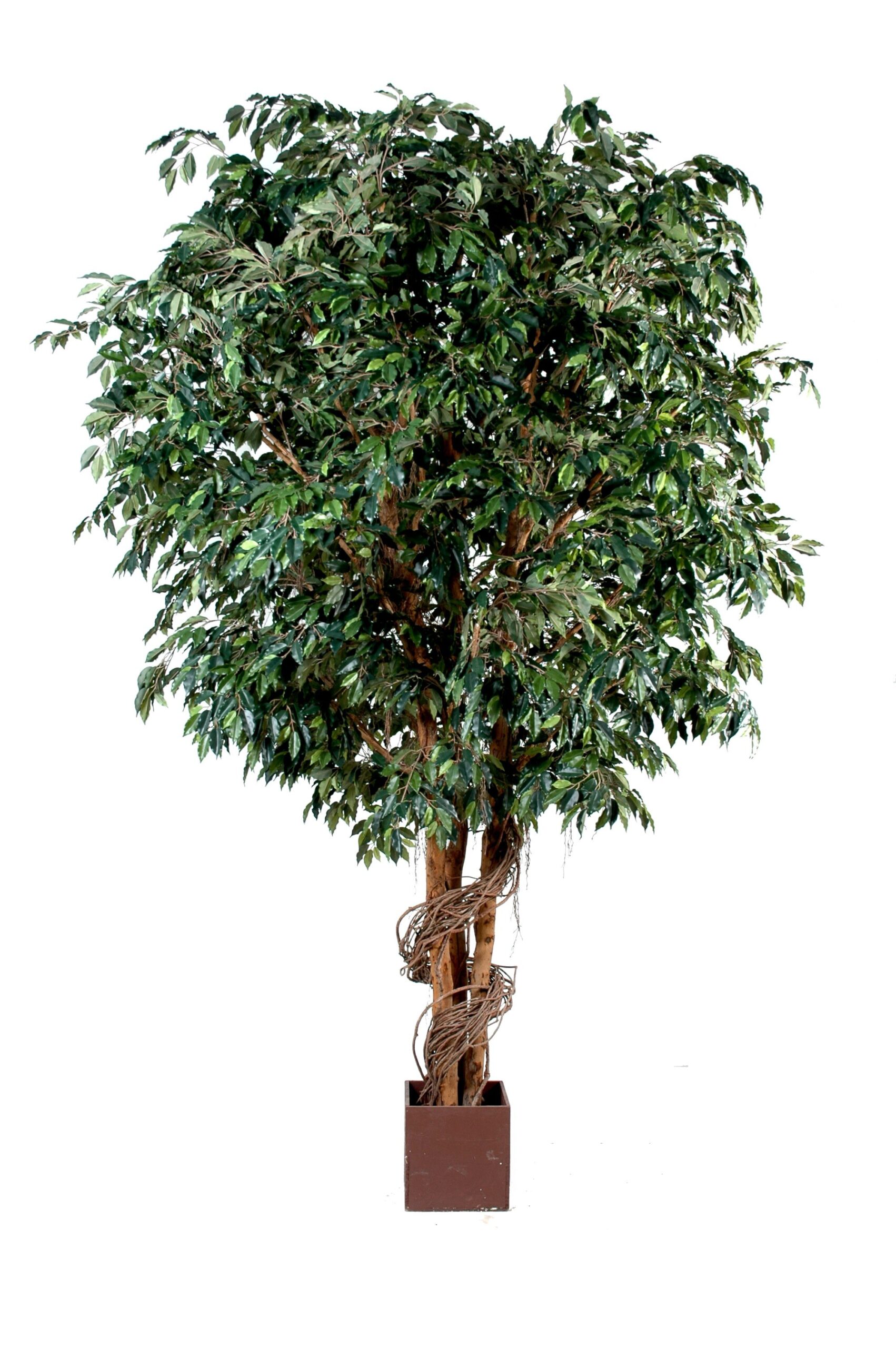 Künstlicher Riesen-Ficus, ca. 500cm hoch, grün 1 Künstlicher Riesen-Ficus, ca. 500cm hoch, grün