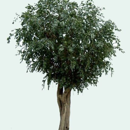 Künstlicher Ficus Baum, ca. 350cm hoch, grün