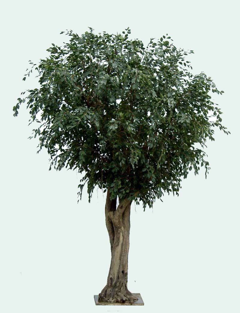 Künstlicher Ficus Baum, ca. 350cm hoch, grün 1 Künstlicher Ficus Baum, ca. 350cm hoch, grün