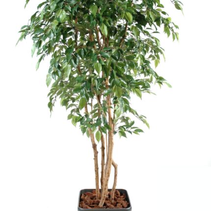 Künstlicher Ficus Natasja, ca. 180cm hoch, grün