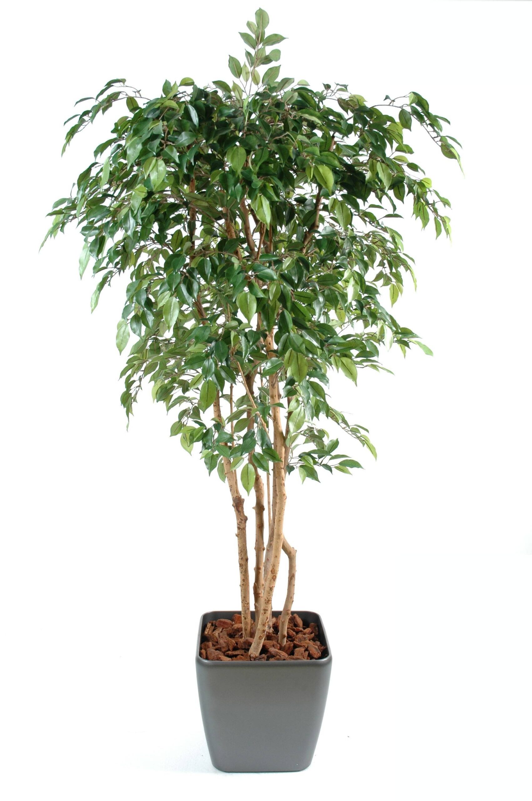 Künstlicher Ficus Natasja, ca. 180cm hoch, grün 1 Künstlicher Ficus Natasja, ca. 180cm hoch, grün