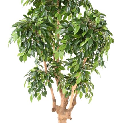 Künstlicher Ficus Natasja, ca. 170cm hoch, grün
