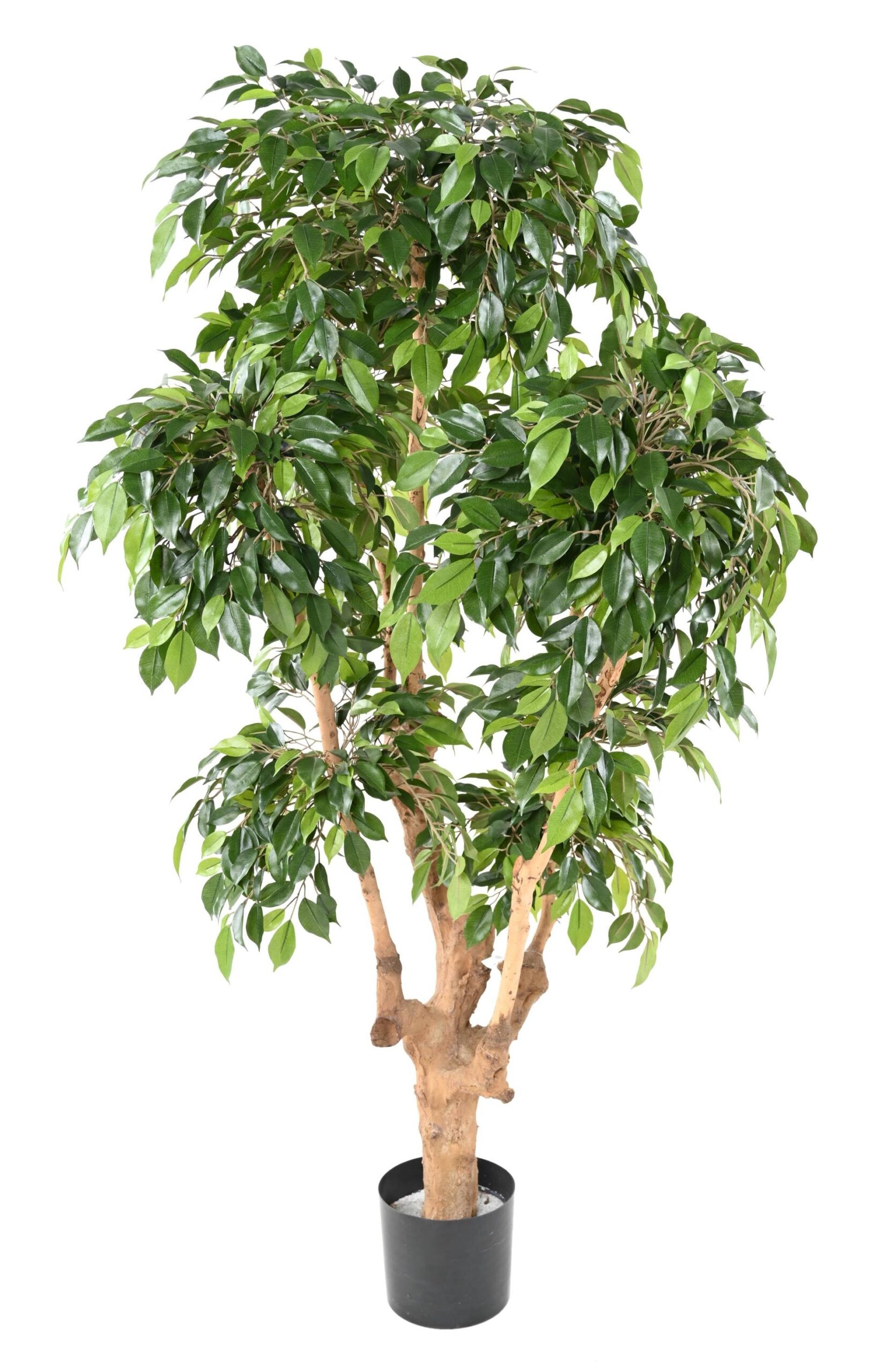Künstlicher Ficus Natasja, ca. 170cm hoch, grün 1 Künstlicher Ficus Natasja, ca. 170cm hoch, grün