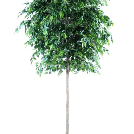 Künstlicher Ficus Natasja, ca. 270cm hoch, grün