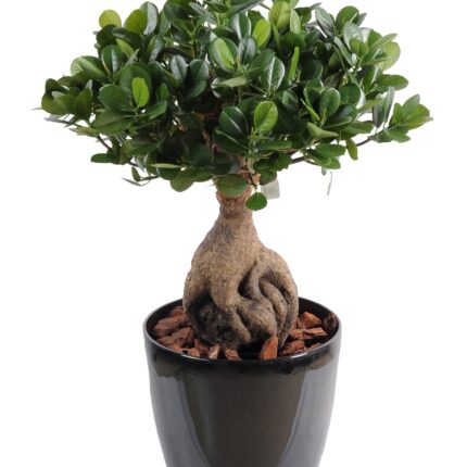 Künstlicher Ficus Panda Ginseng, ca. 60cm hoch, grün