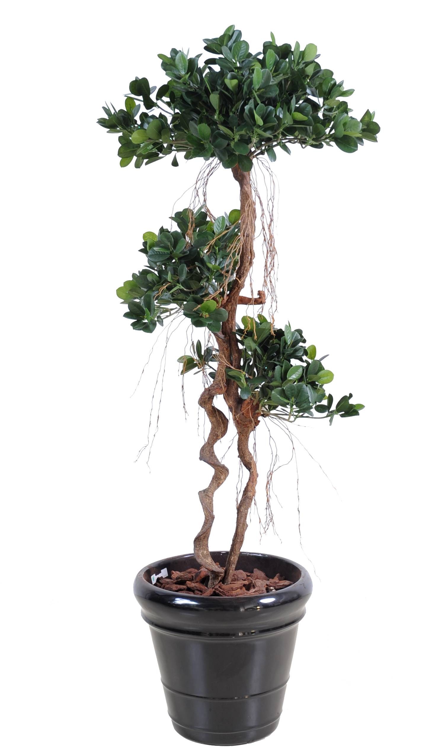 Künstlicher Ficus Panda, ca. 140cm hoch, grün 1 Künstlicher Ficus Panda, ca. 140cm hoch, grün