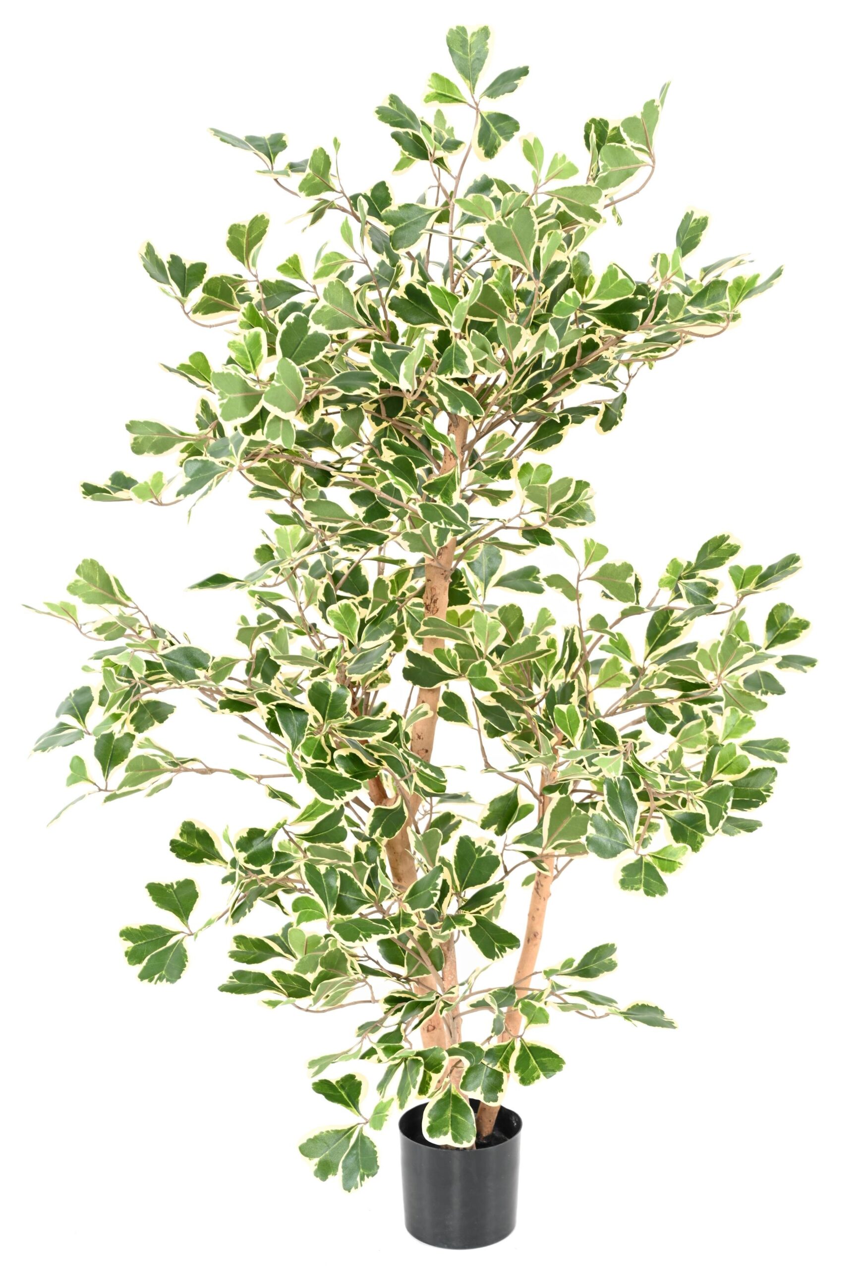 Künstlicher Ficus Triangularis, ca. 120cm hoch, grün 1 Künstlicher Ficus Triangularis, ca. 120cm hoch, grün