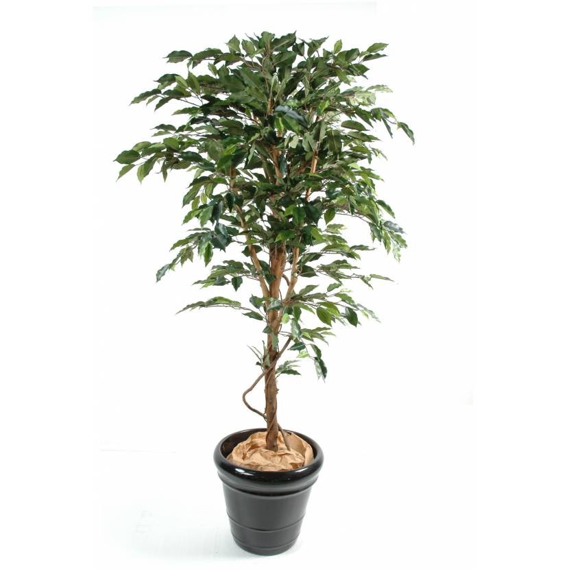 Künstlicher Ficus, ca. 150cm hoch, grün 1 Künstlicher Ficus, ca. 150cm hoch, grün