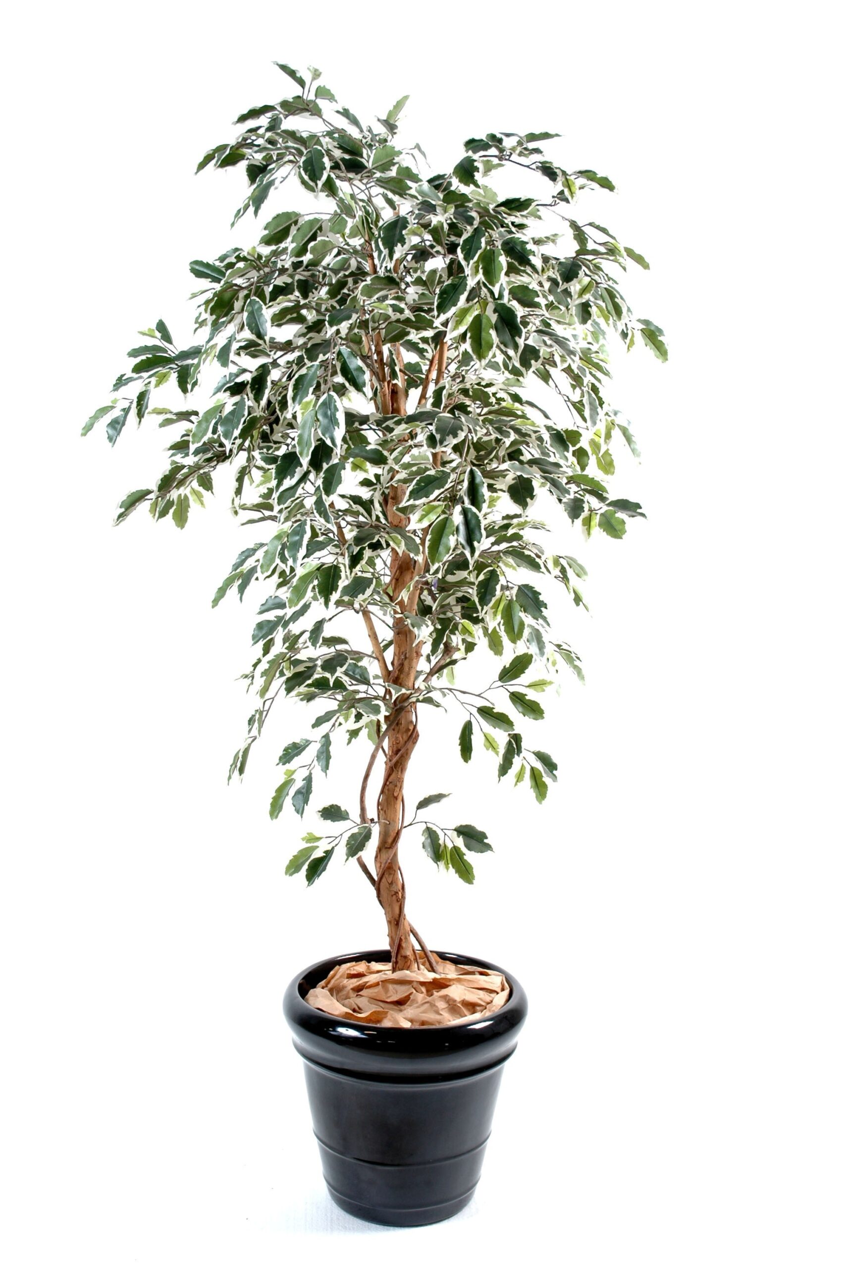 Künstlicher Ficus, ca. 180cm hoch, grün 1 Künstlicher Ficus, ca. 180cm hoch, grün