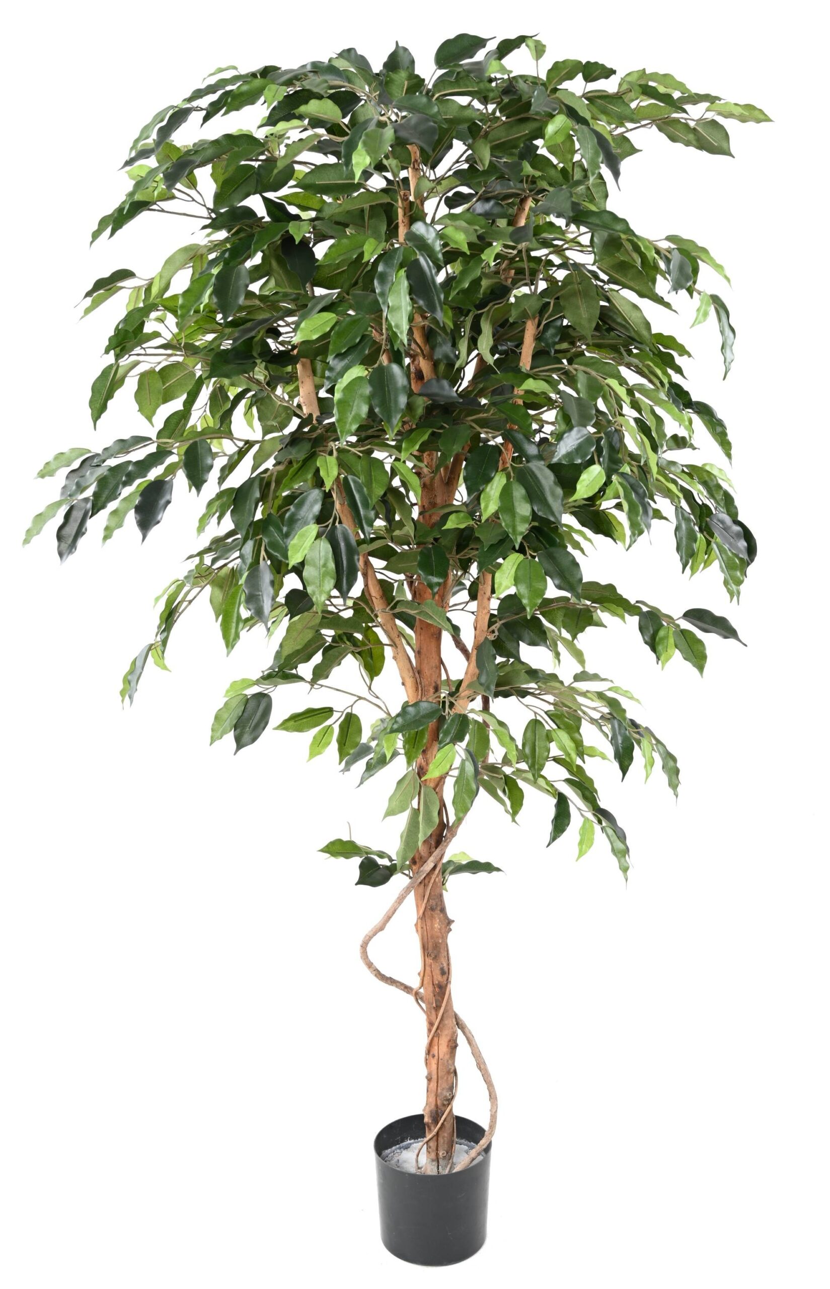 Künstlicher Ficus, ca. 120cm hoch, grün 1 Künstlicher Ficus, ca. 120cm hoch, grün