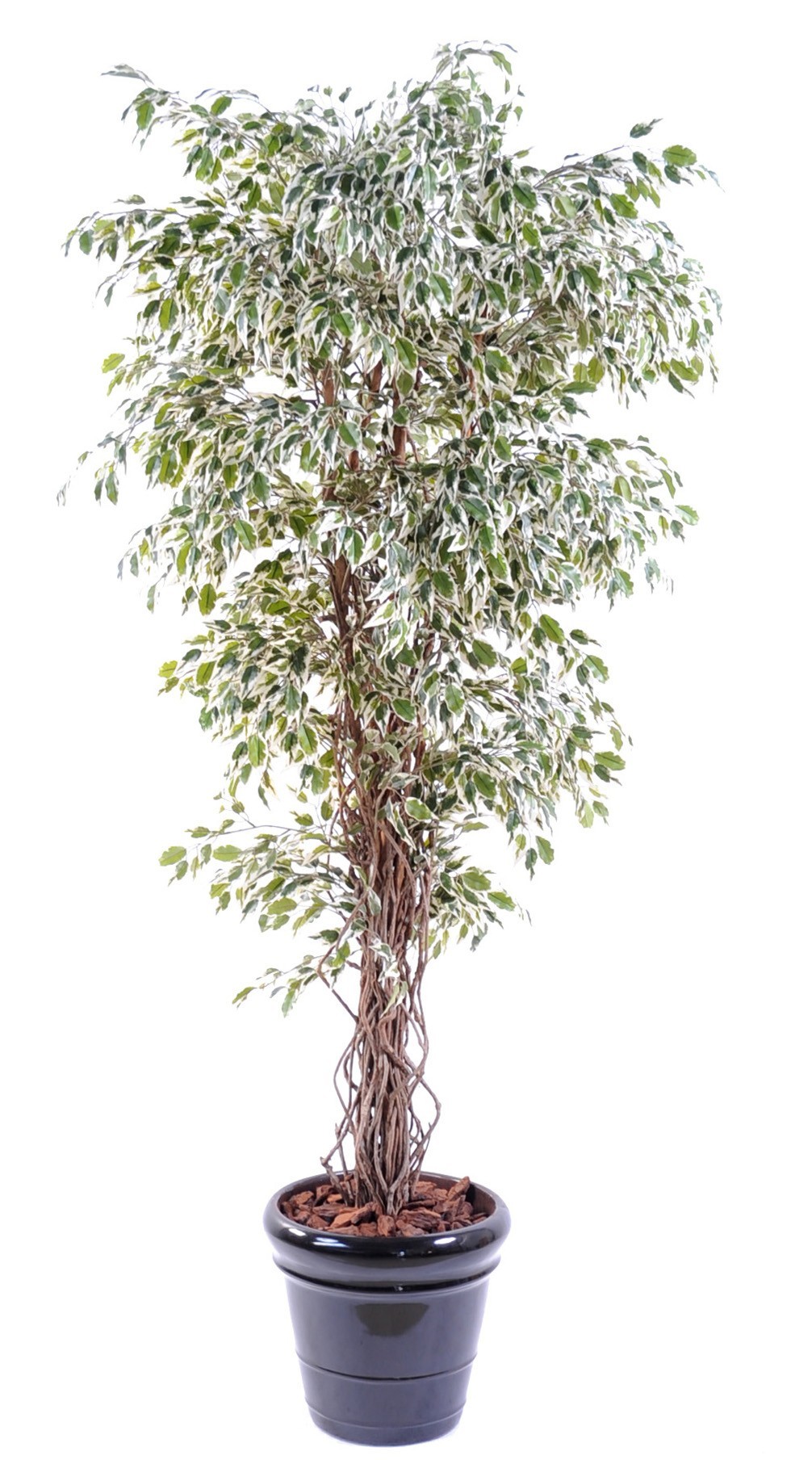 Künstlicher Ficus, ca. 150cm hoch, grün 1 Künstlicher Ficus, ca. 150cm hoch, grün