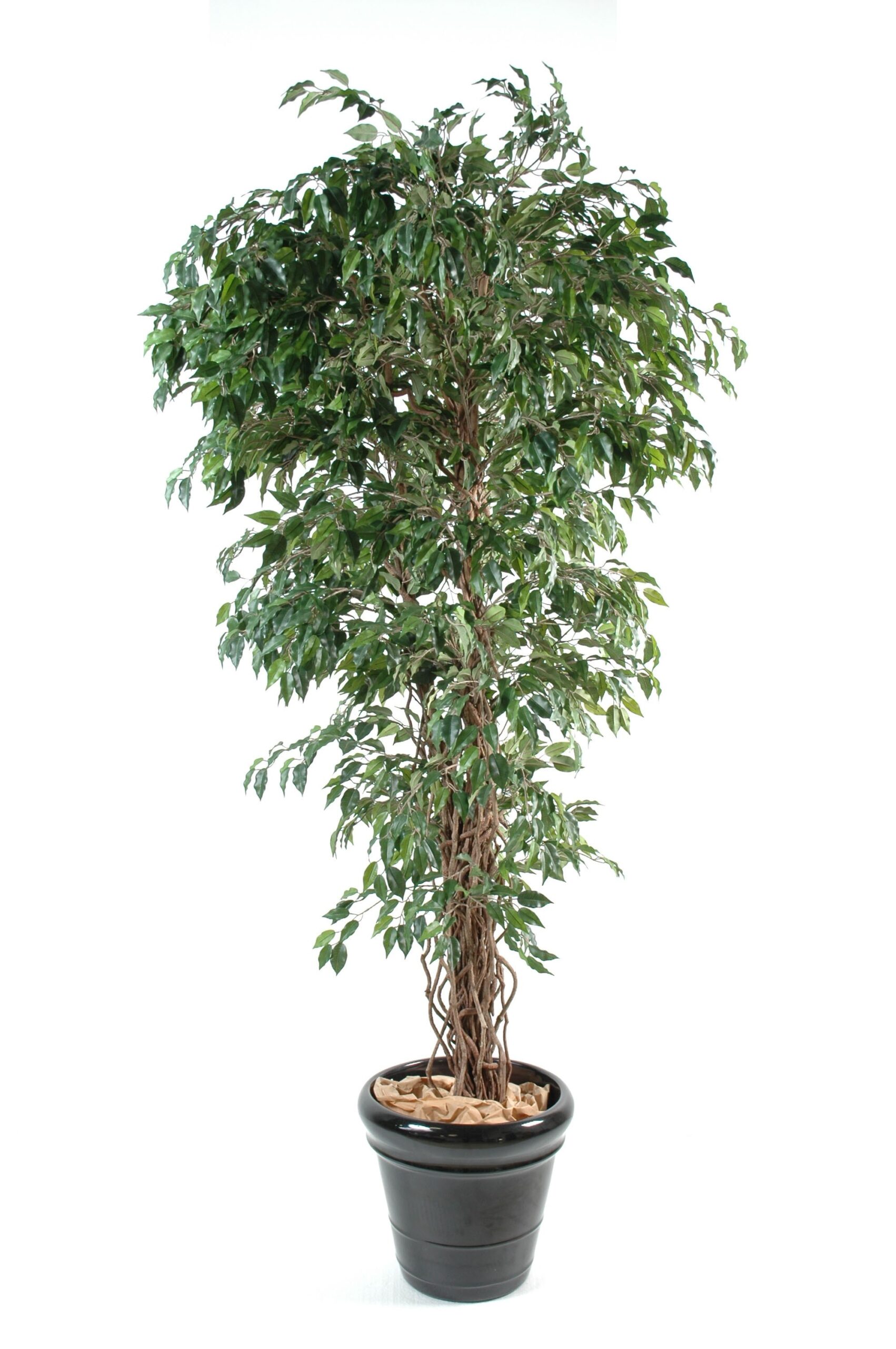 Künstlicher Ficus, ca. 150cm hoch, grün 1 Künstlicher Ficus, ca. 150cm hoch, grün