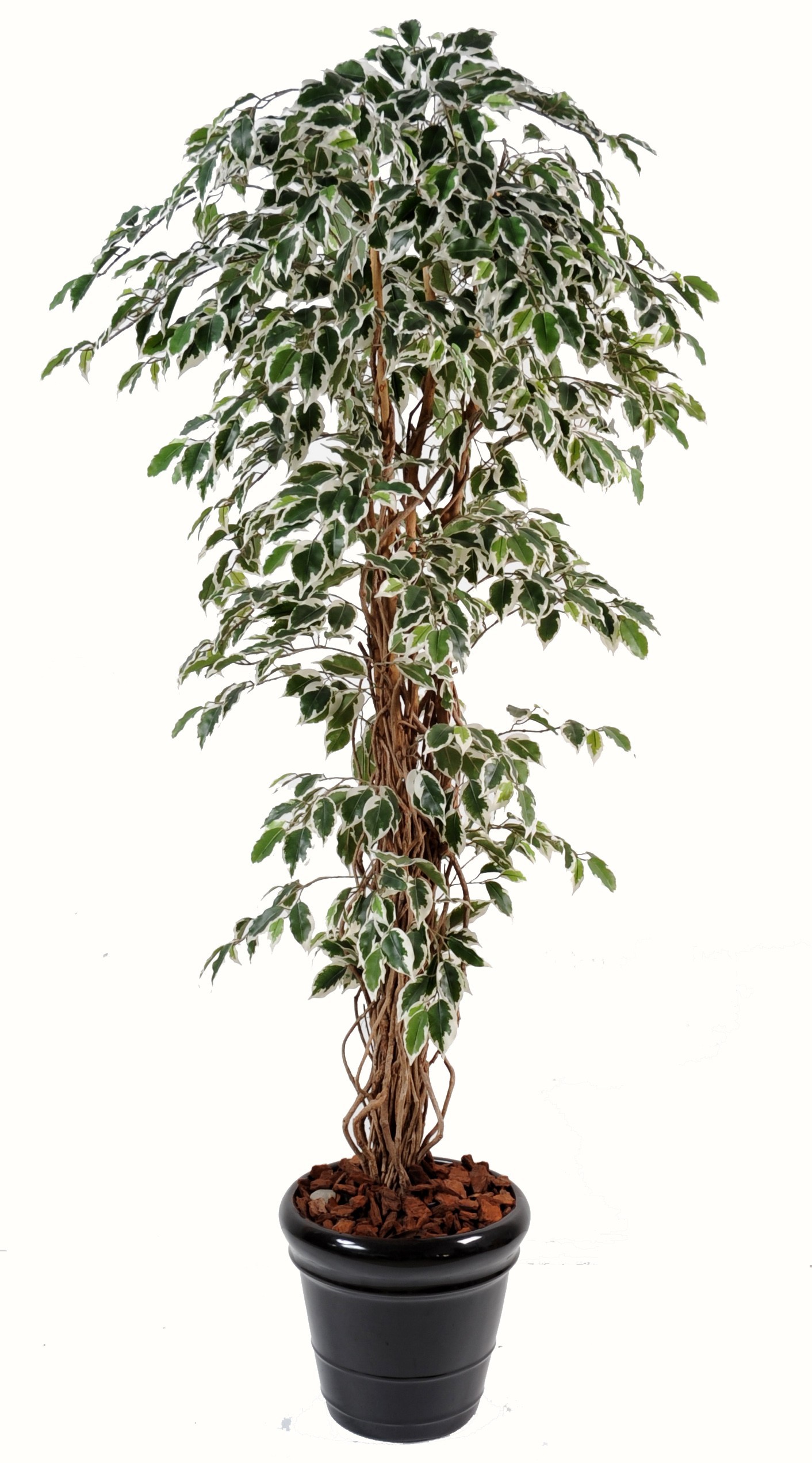 Künstlicher Ficus, weiss-grüne Blätter, ca. 150cm - premium 1 Künstlicher Ficus, weiss-grüne Blätter, ca. 150cm - premium