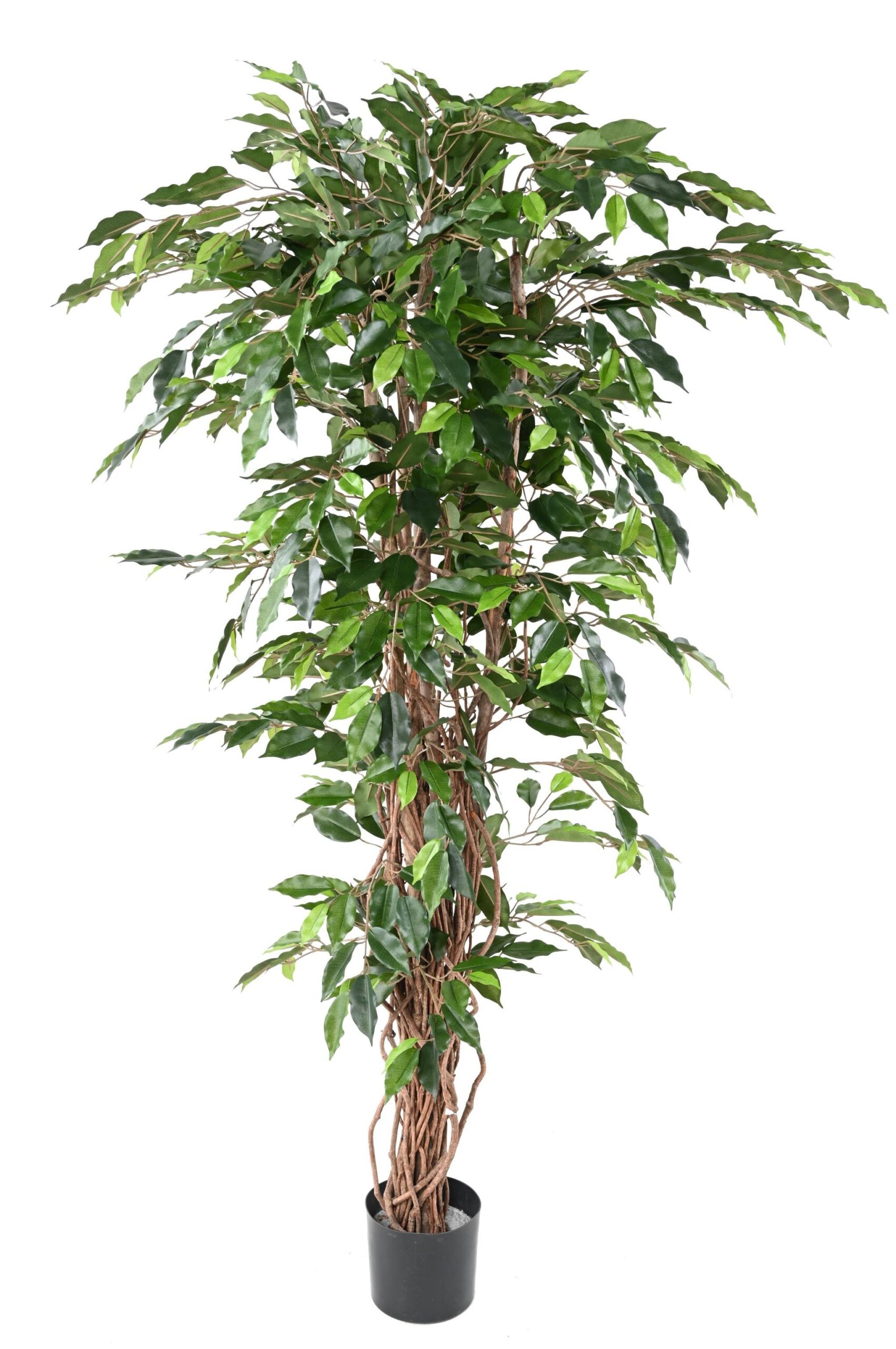 Künstlicher Ficus, ca. 150cm - premium 1 Künstlicher Ficus, ca. 150cm - premium