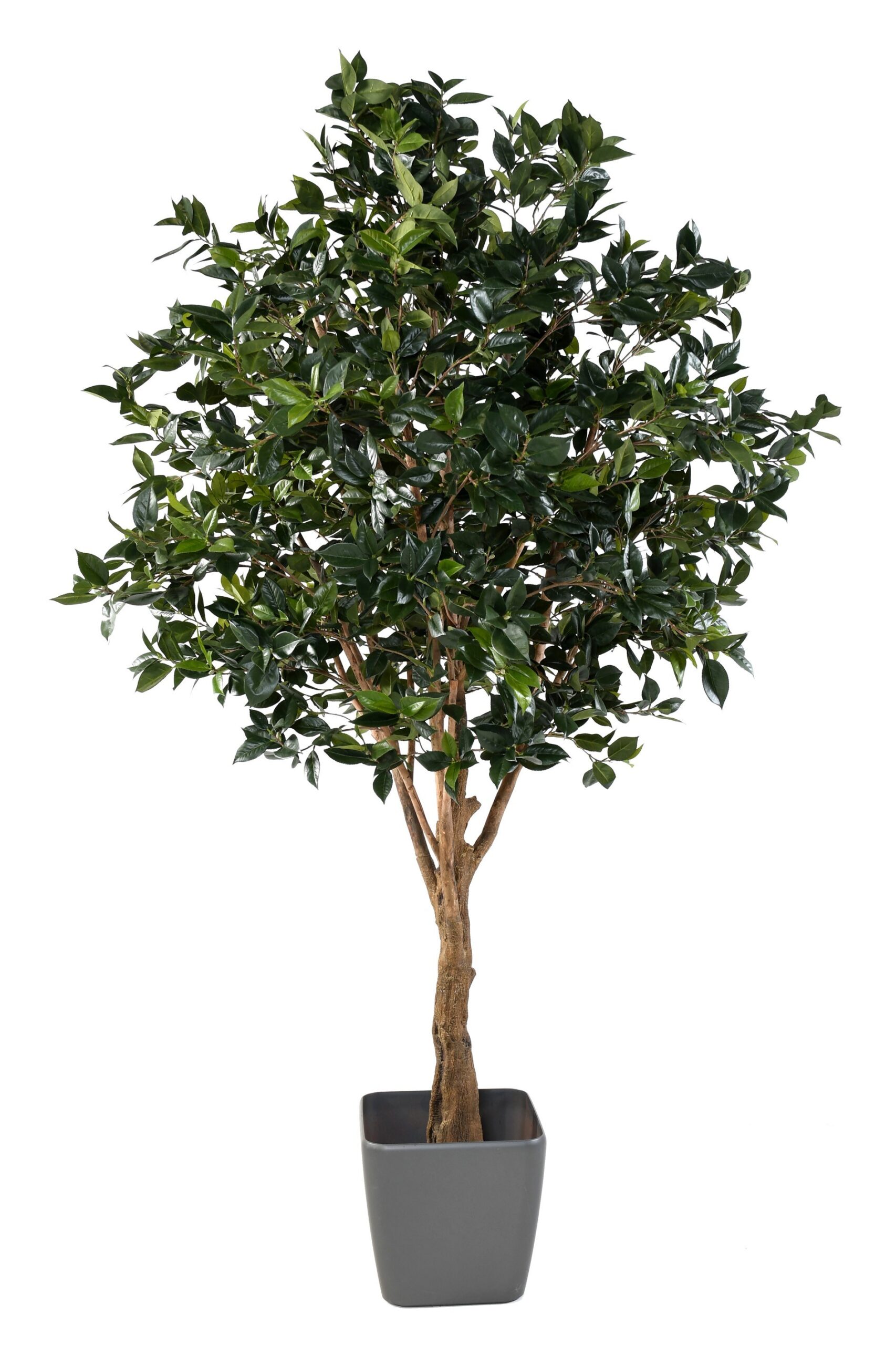 Künstlicher Ficusbaum, ca. 280cm hoch, grün 1 Künstlicher Ficusbaum, ca. 280cm hoch, grün