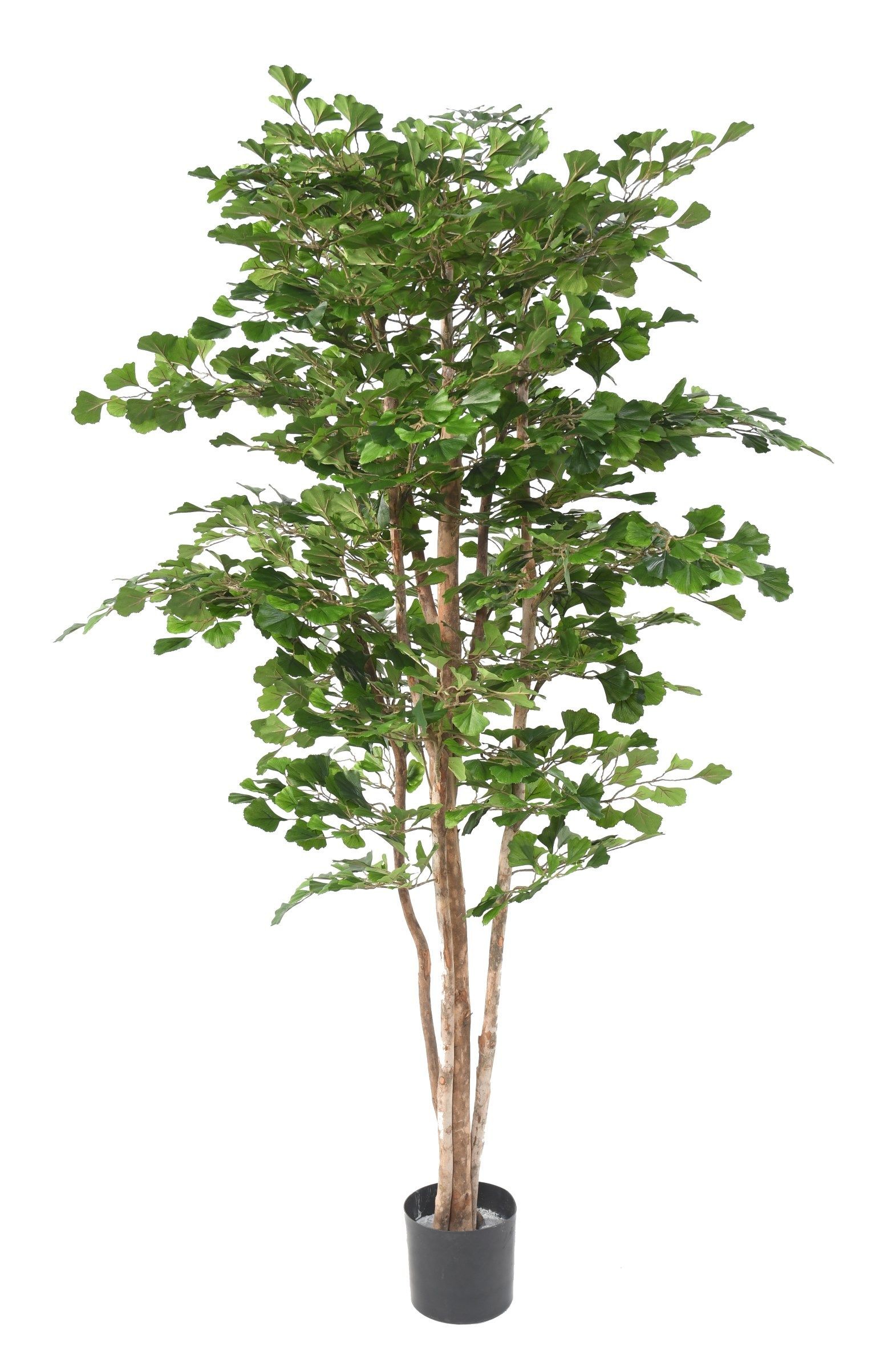 Künstlicher Ginkgo-Baum, ca. 180cm hoch, grün 1 Künstlicher Ginkgo-Baum, ca. 180cm hoch, grün