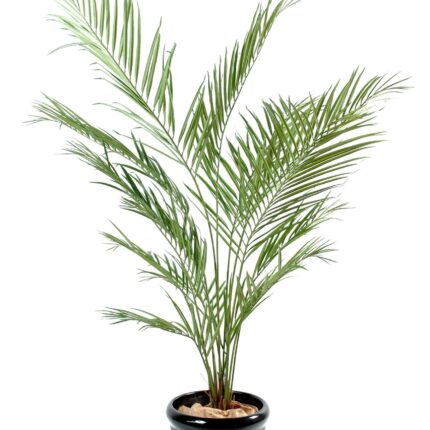 Künstliche Kentia-Palme, ca. 150cm, grün