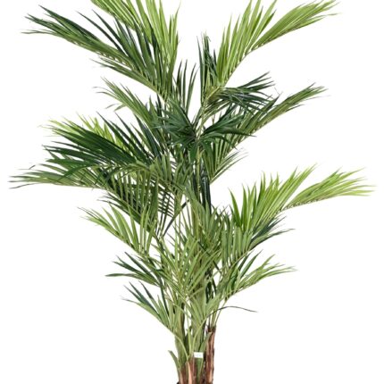 Künstlicher Kentia Royal Baum, ca. 270cm, grün