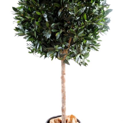 Künstliche Lorbeerkugel auf Stamm, ca. 180cm hoch, grün