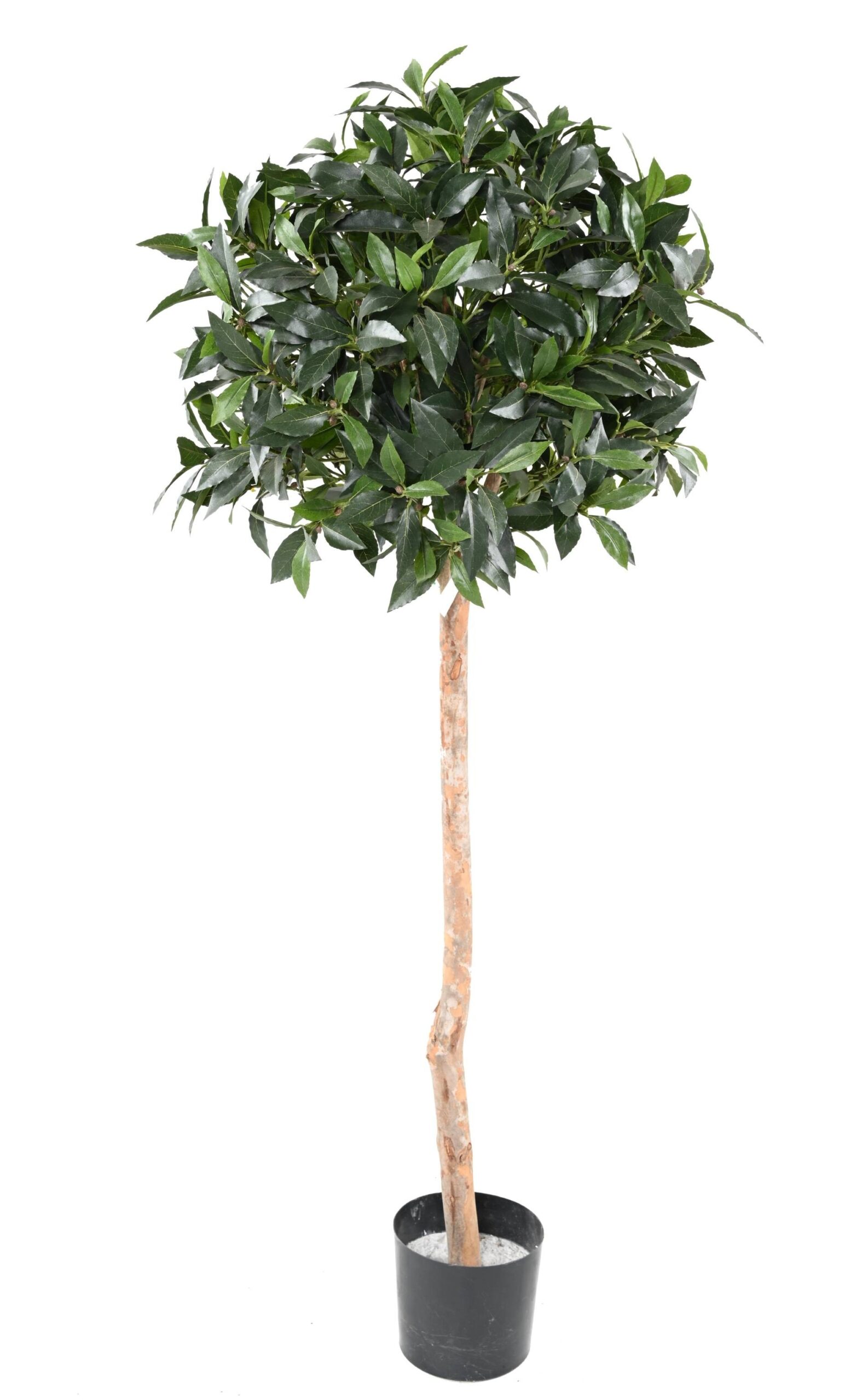 Künstlicher Ficus, ca. 150cm hoch, grün 1 Künstlicher Ficus, ca. 150cm hoch, grün