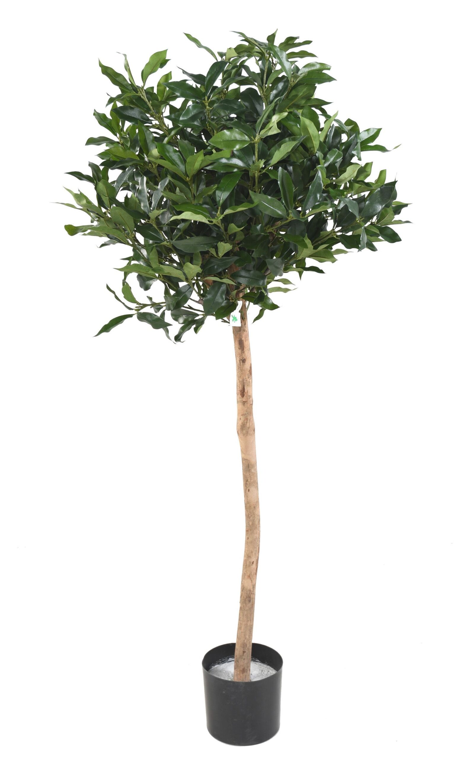 Künstlicher Lorbeerbaum, ca. 140cm hoch, grün 1 Künstlicher Lorbeerbaum, ca. 140cm hoch, grün