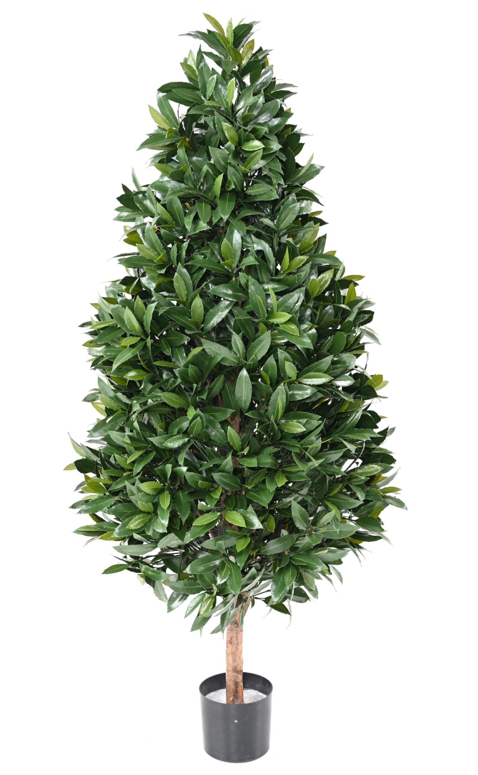 Künstlicher Lorbeer Kegelbaum, ca 150cm - UV-Beständig, grün 1 Künstlicher Lorbeer Kegelbaum, ca 150cm - UV-Beständig, grün