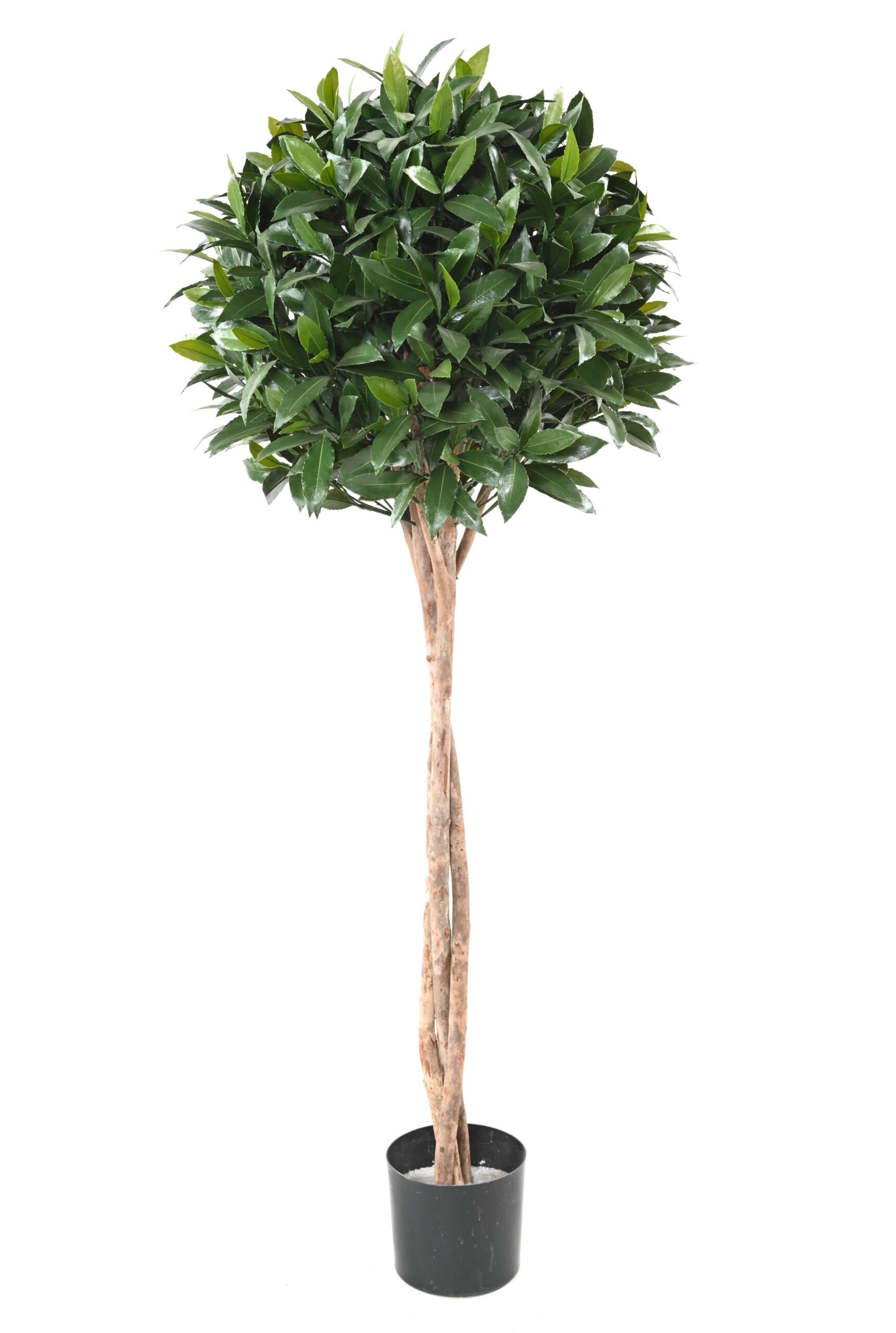 Künstlicher Lorbeerbaum, ca 145cm - UV-beständig, grün 1 Künstlicher Lorbeerbaum, ca 145cm - UV-beständig, grün