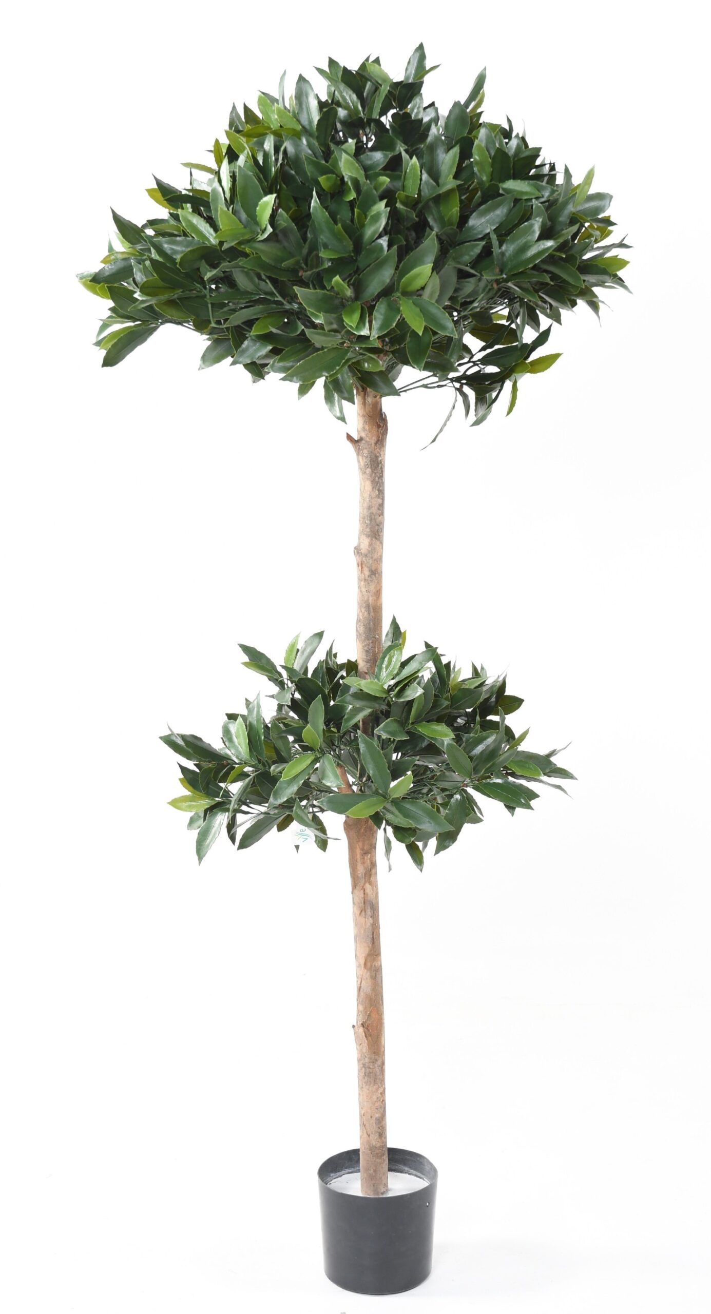 Künstlicher Lorbeerbaum, ca 170cm - UV-Beständig, grün 1 Künstlicher Lorbeerbaum, ca 170cm - UV-Beständig, grün