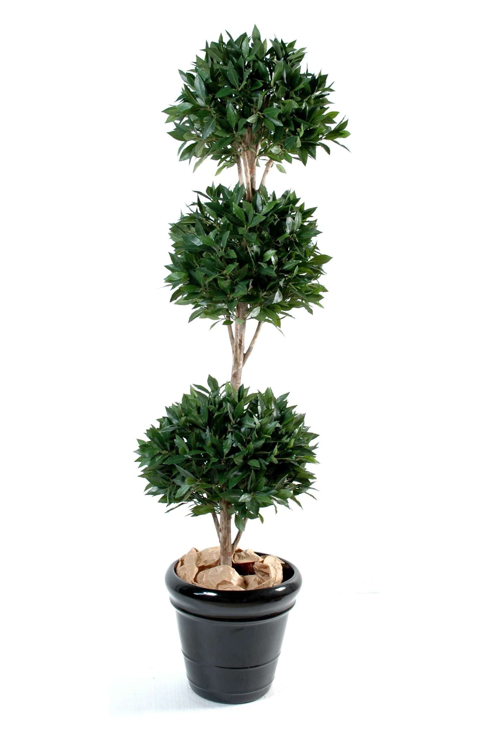 Künstlicher Ficus, ca. 165cm hoch, grün 1 Künstlicher Ficus, ca. 165cm hoch, grün