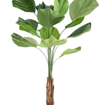 Künstliche Licuala Grandis, ca. 205cm, grün