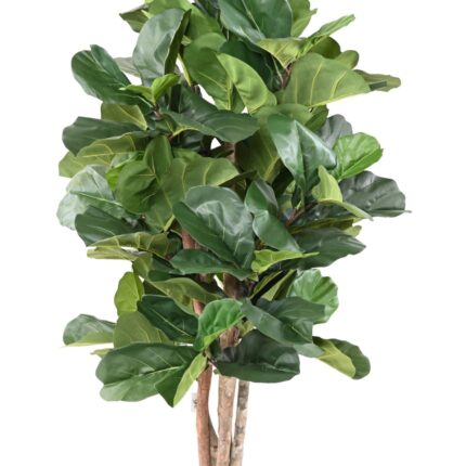 Künstlicher Ficus Lyrata, ca. 180cm hoch, grün