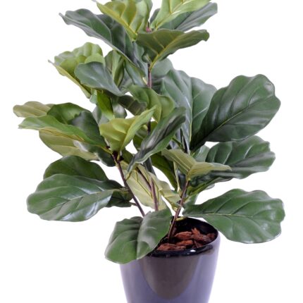 Künstlicher Ficus Lyrata, ca. 60cm hoch, grün