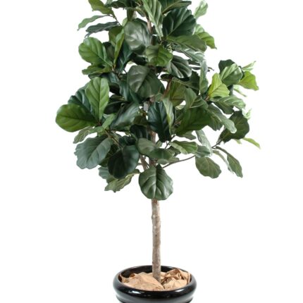 Künstlicher Lyrata, ca. 210cm hoch, grün