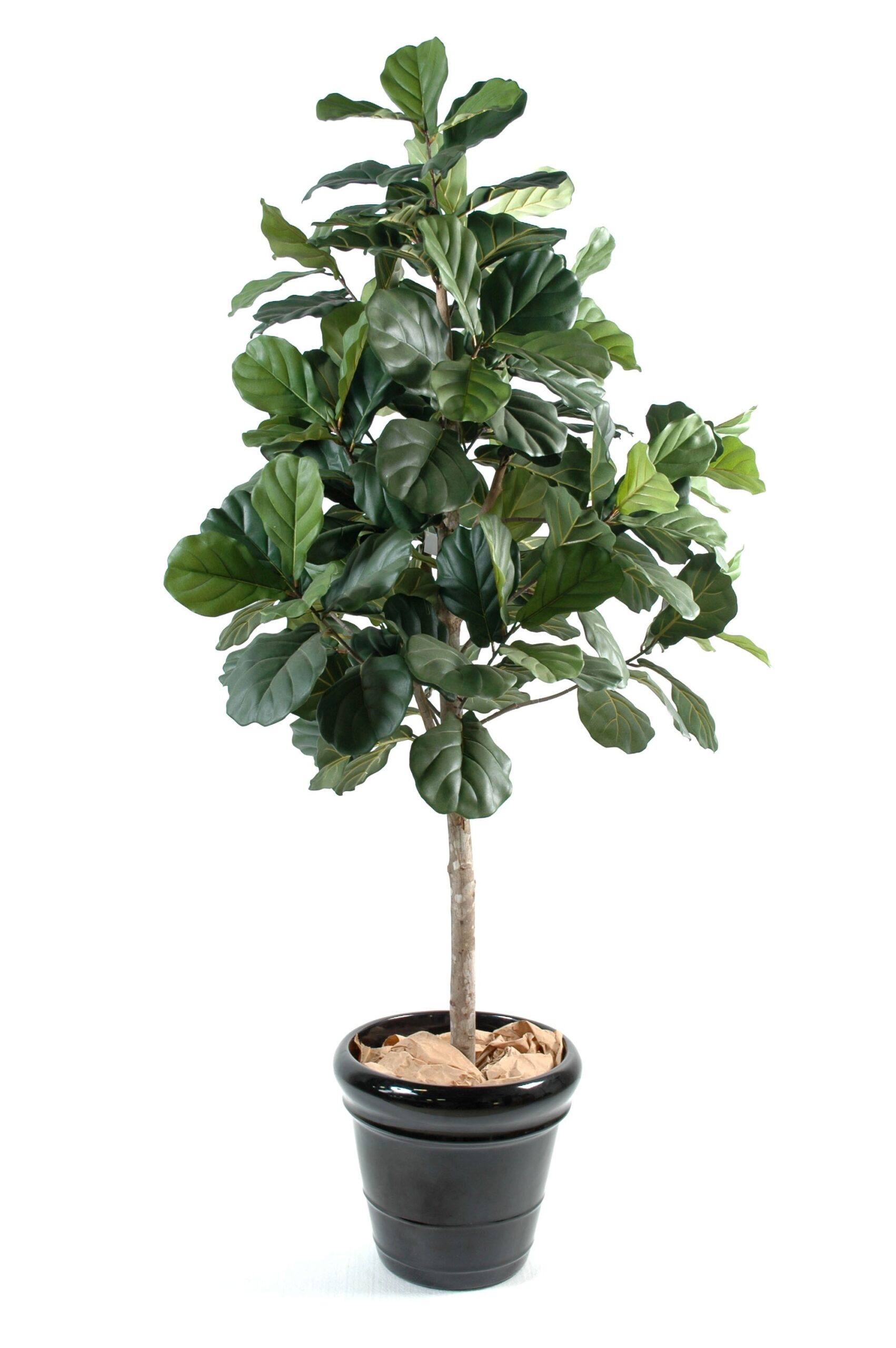 Künstlicher Lyrata, ca. 210cm hoch, grün 1 Künstlicher Lyrata, ca. 210cm hoch, grün