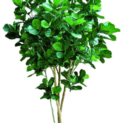 Künstlicher Ficus Lyrata Baum, ca. 420cm hoch, grün