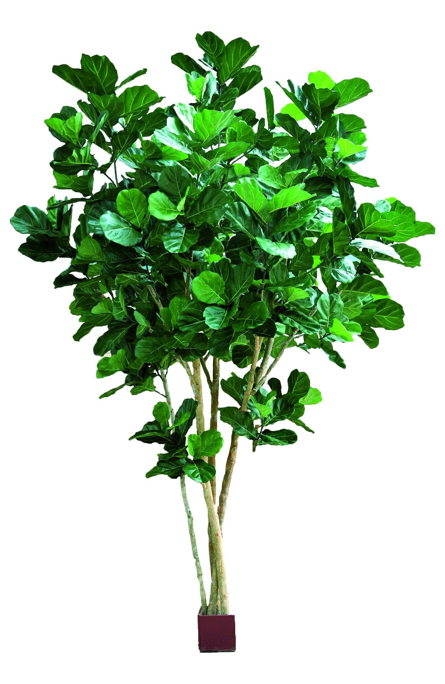 Künstlicher Ficus Lyrata Baum, ca. 420cm hoch, grün 1 Künstlicher Ficus Lyrata Baum, ca. 420cm hoch, grün